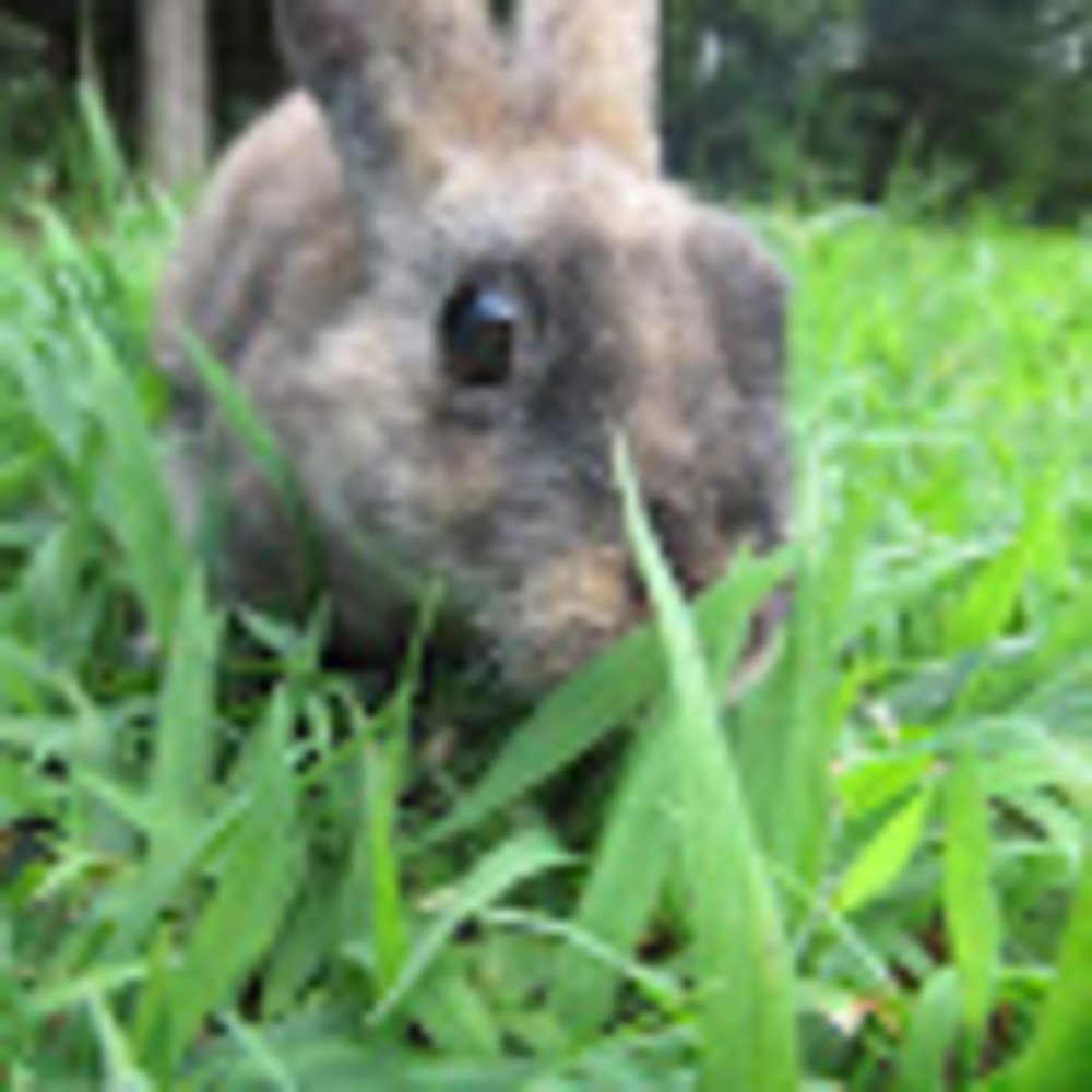 Meet your Posher, Ellery